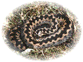 Adder