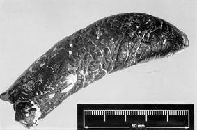 Barrington Coprolite